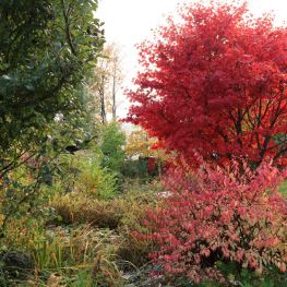 Herbstfärbung im Garten