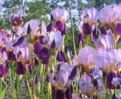 Gartenbau-Iris-germanica.jpg